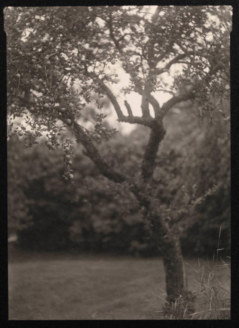 Äppelträd efter Josef Sudek