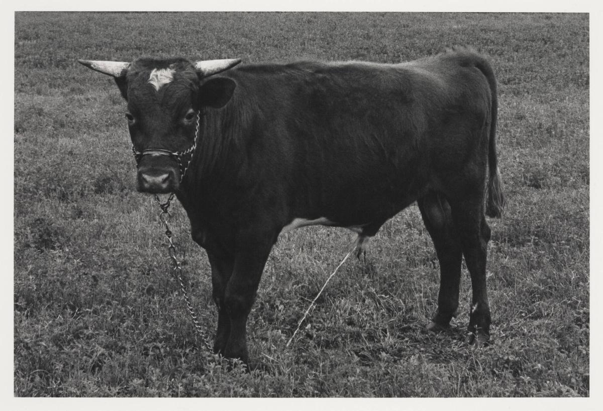 1974. Ur serien 135-36