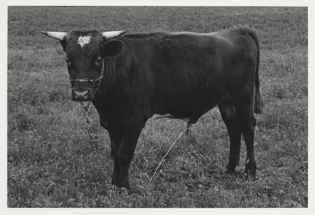 1974. Ur serien 135-36