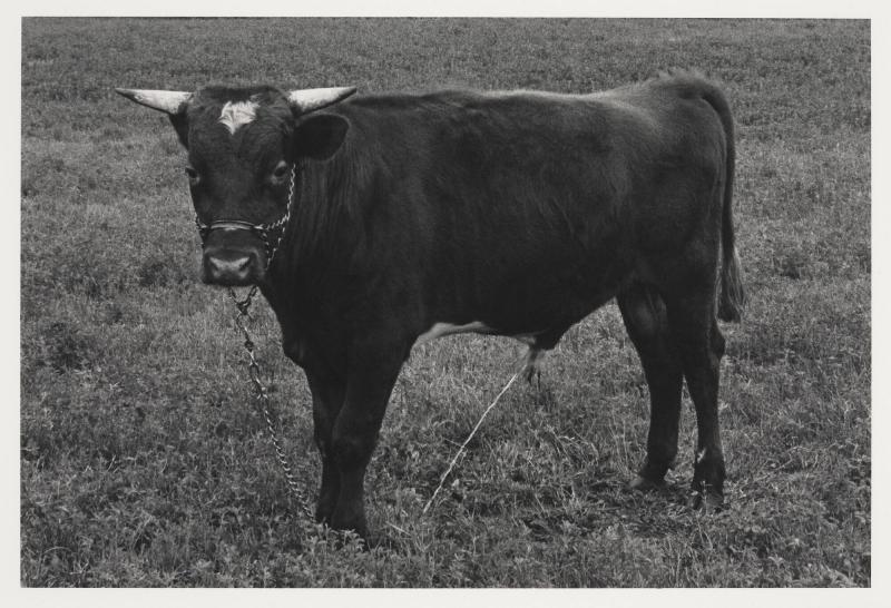 1974. Ur serien 135-36