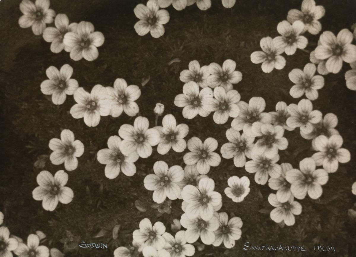 Saxifragakudde i blom