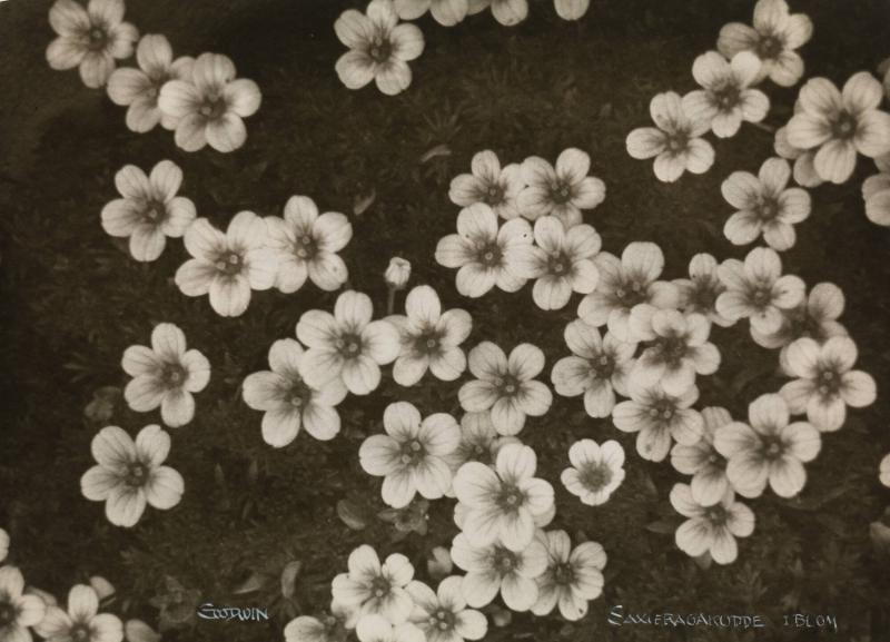 Saxifragakudde i blom