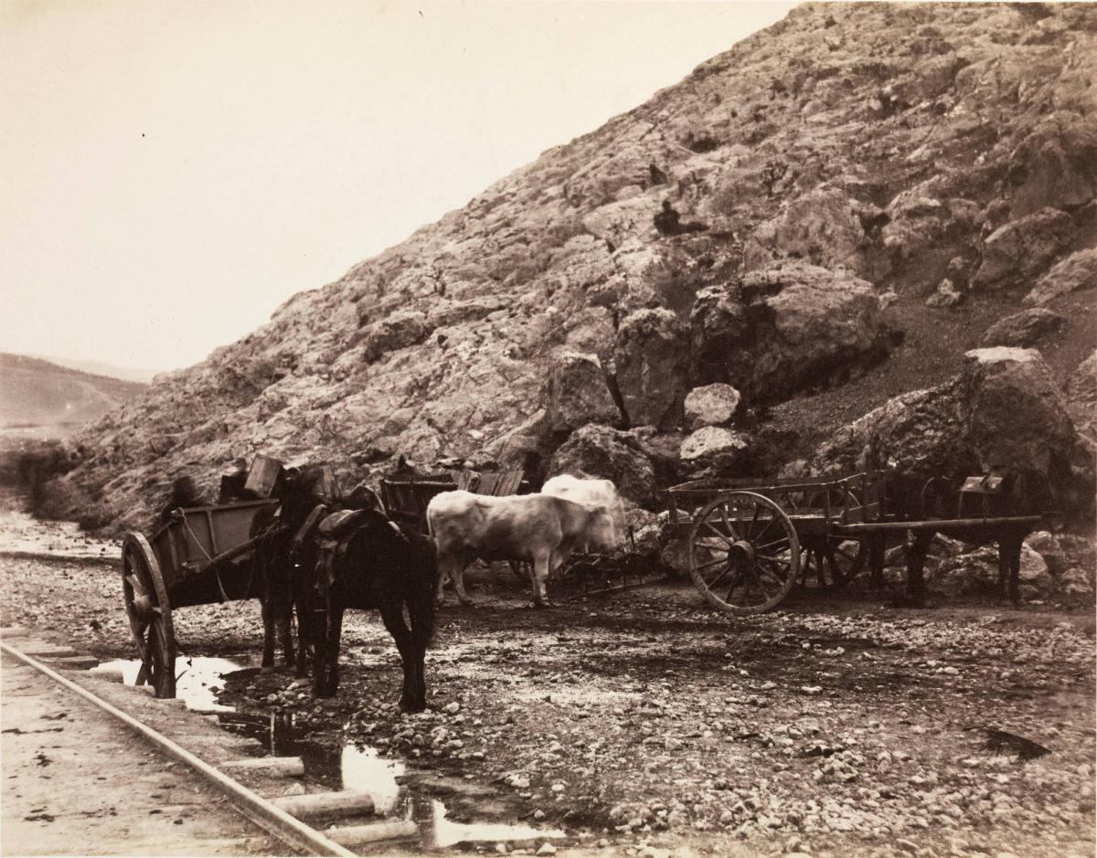 Cattle and Carts, Leaving Balaklava