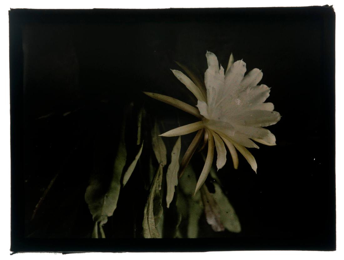 Cactus, Torekov