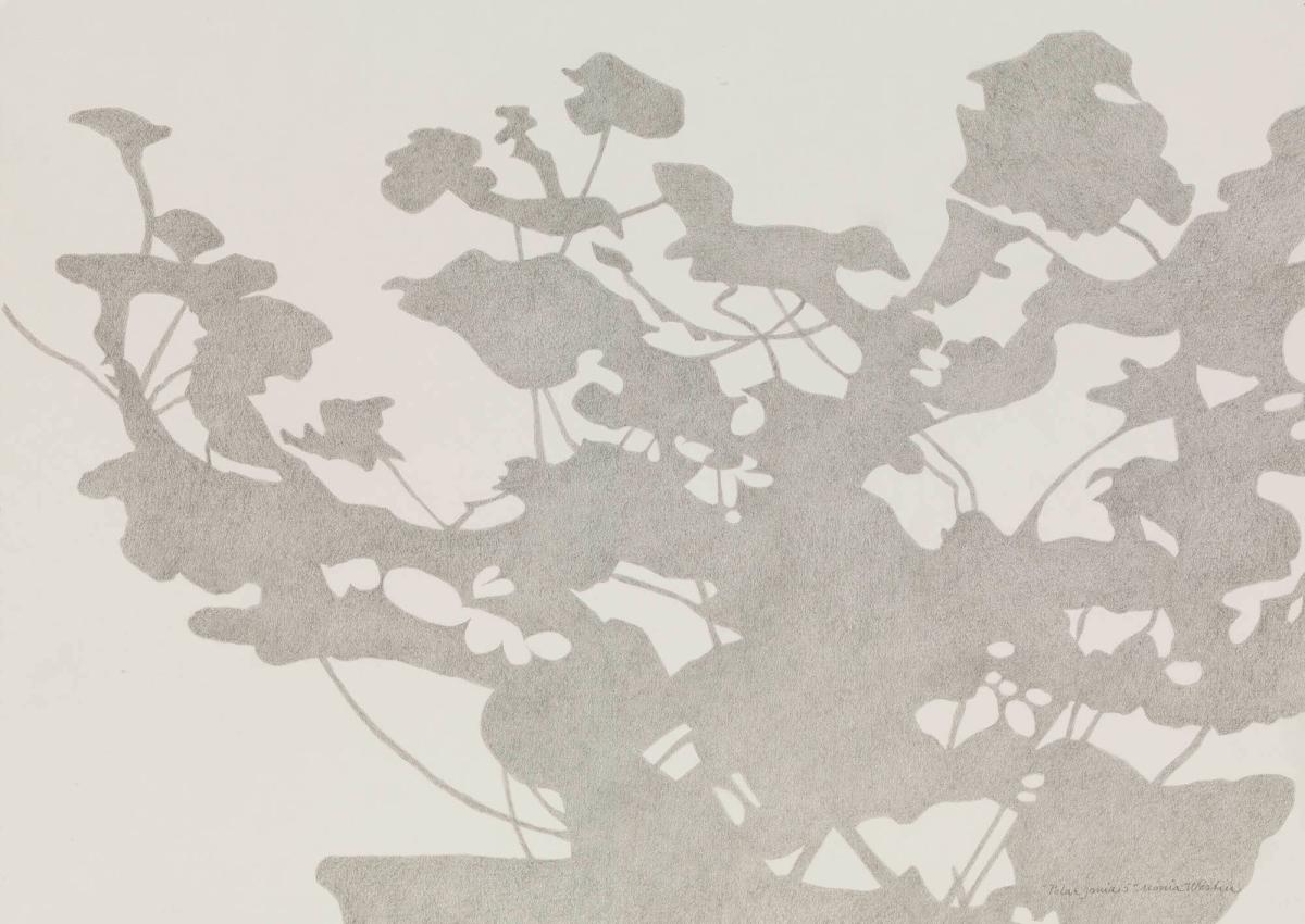 Pelargonia