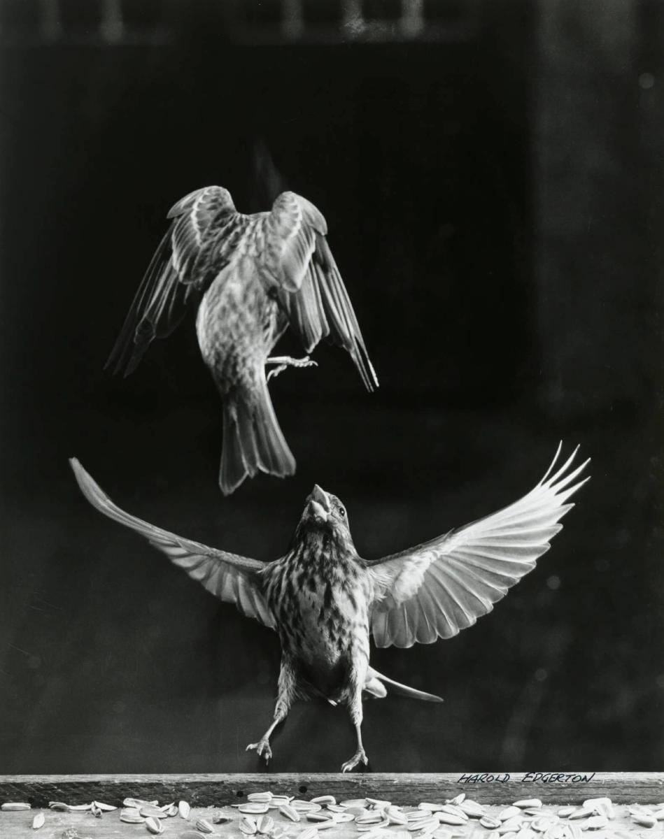 Purple Finches Fighting (#10)