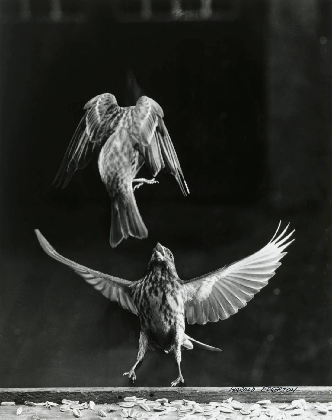 Purple Finches Fighting (#10)