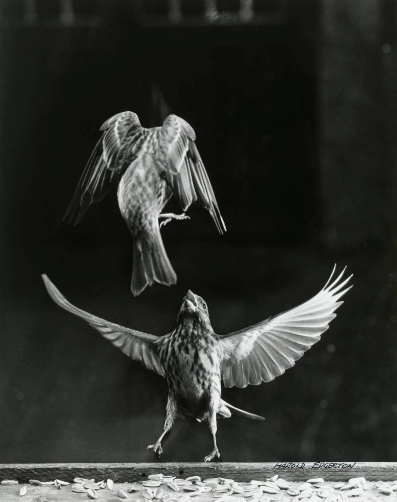 Purple Finches Fighting (#10)