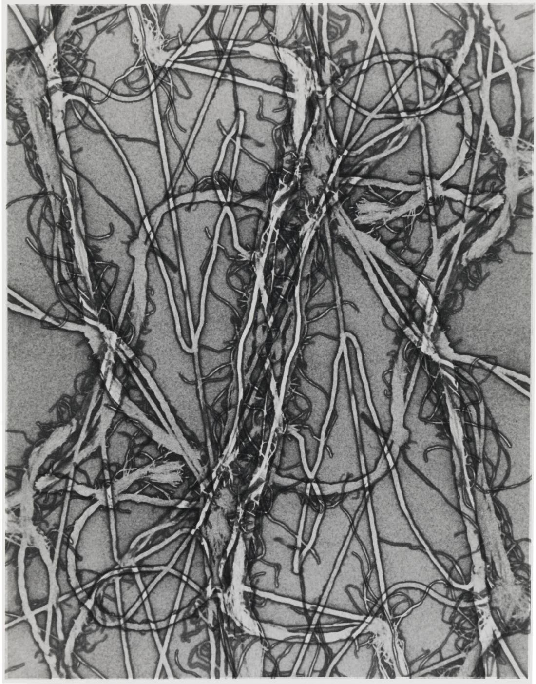 Verto II /Man Ray/ 1992