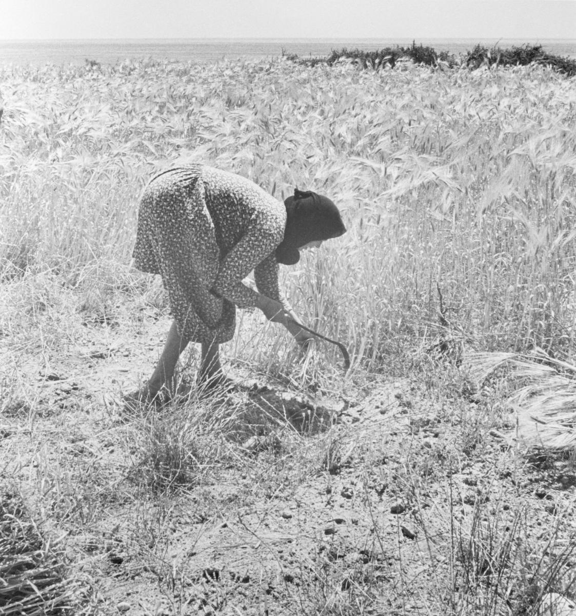 Skördearbete, Kreta, 1976