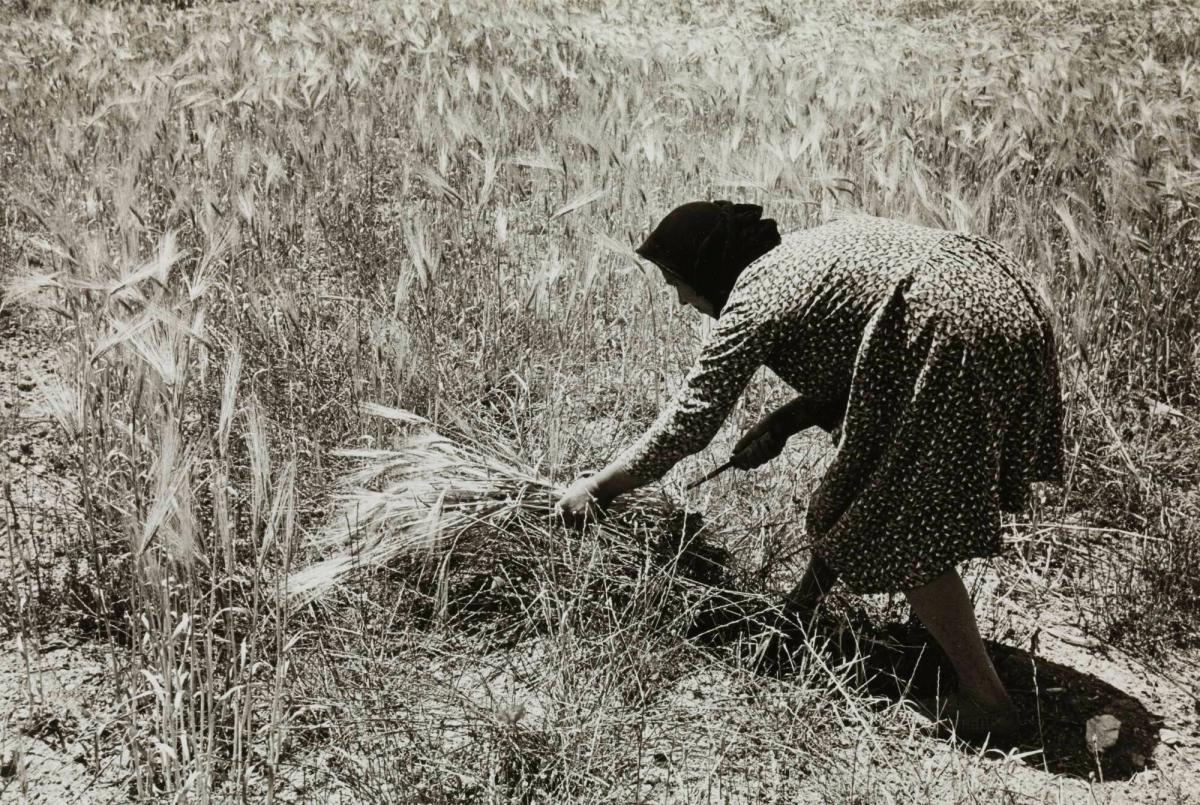 Skördearbete, Kreta 1976