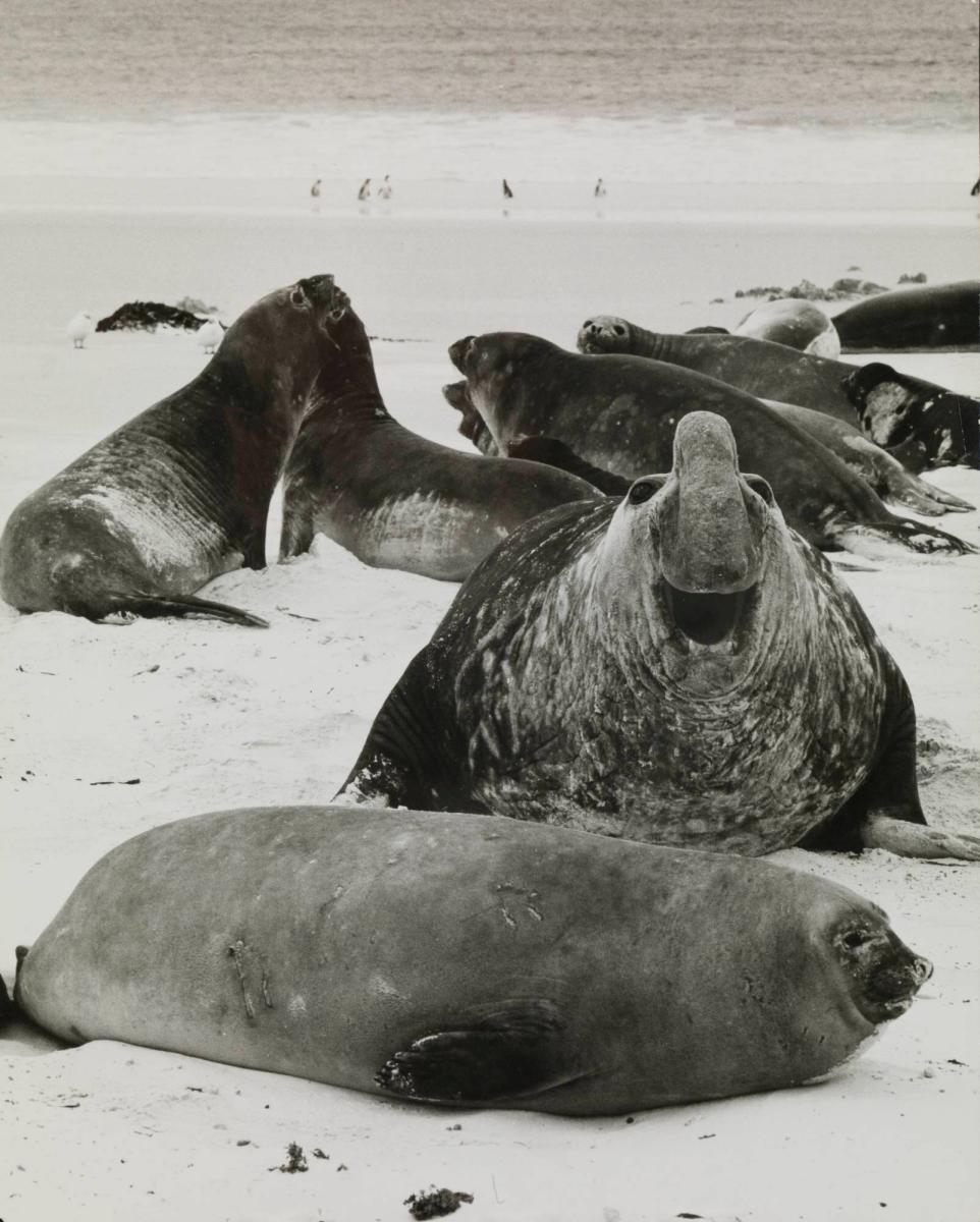 Der gösste aus der Familie der Robben ist der Elefant Seehund auf den Falklandsinseln