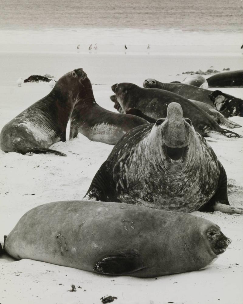 Der gösste aus der Familie der Robben ist der Elefant Seehund auf den Falklandsinseln
