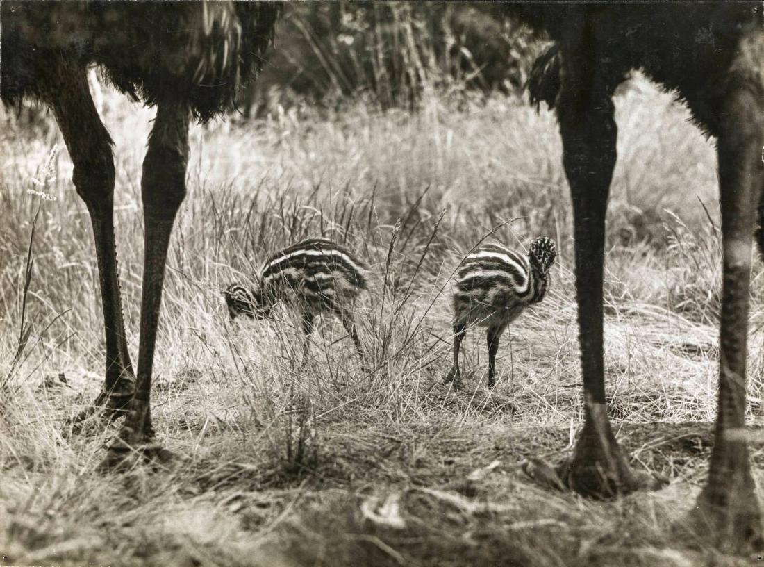 Emu-kycklingar  Australien