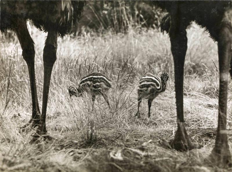 Emu-kycklingar  Australien