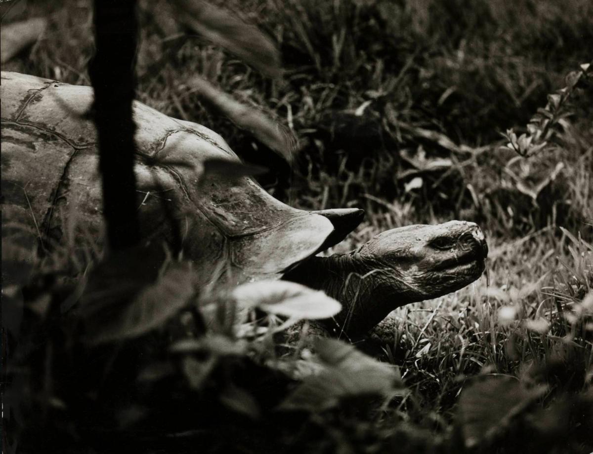 Eine Riesen Land-Schildkröte auf Santa Cruz (Galapagos)