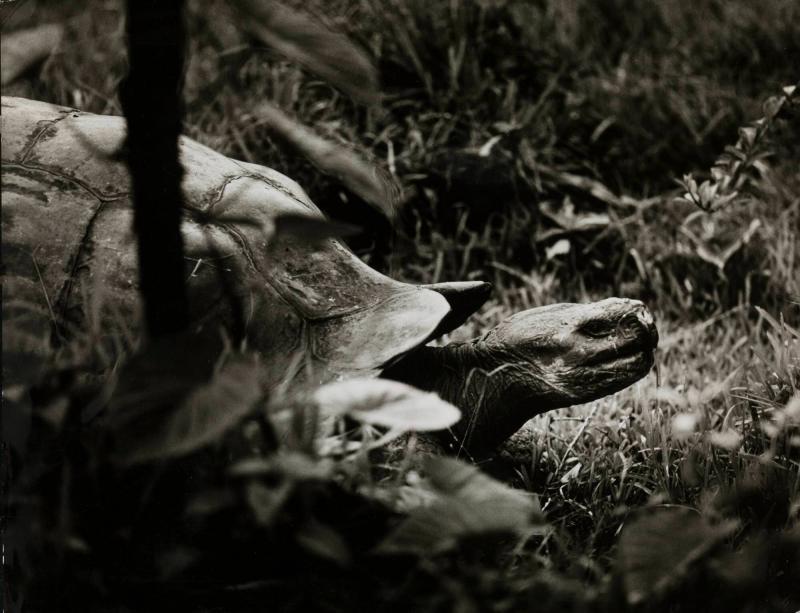 Eine Riesen Land-Schildkröte auf Santa Cruz (Galapagos)