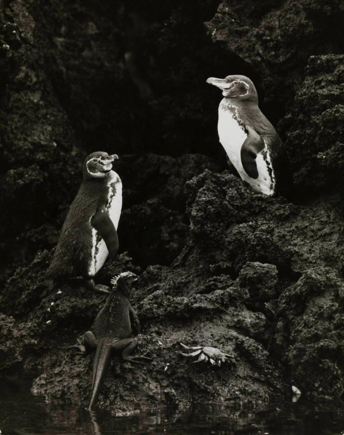 Eime Welt voller Gegensätze: Pinguine, Iguanas und eine Geisterkrabbe auf den Galapagos Inseln