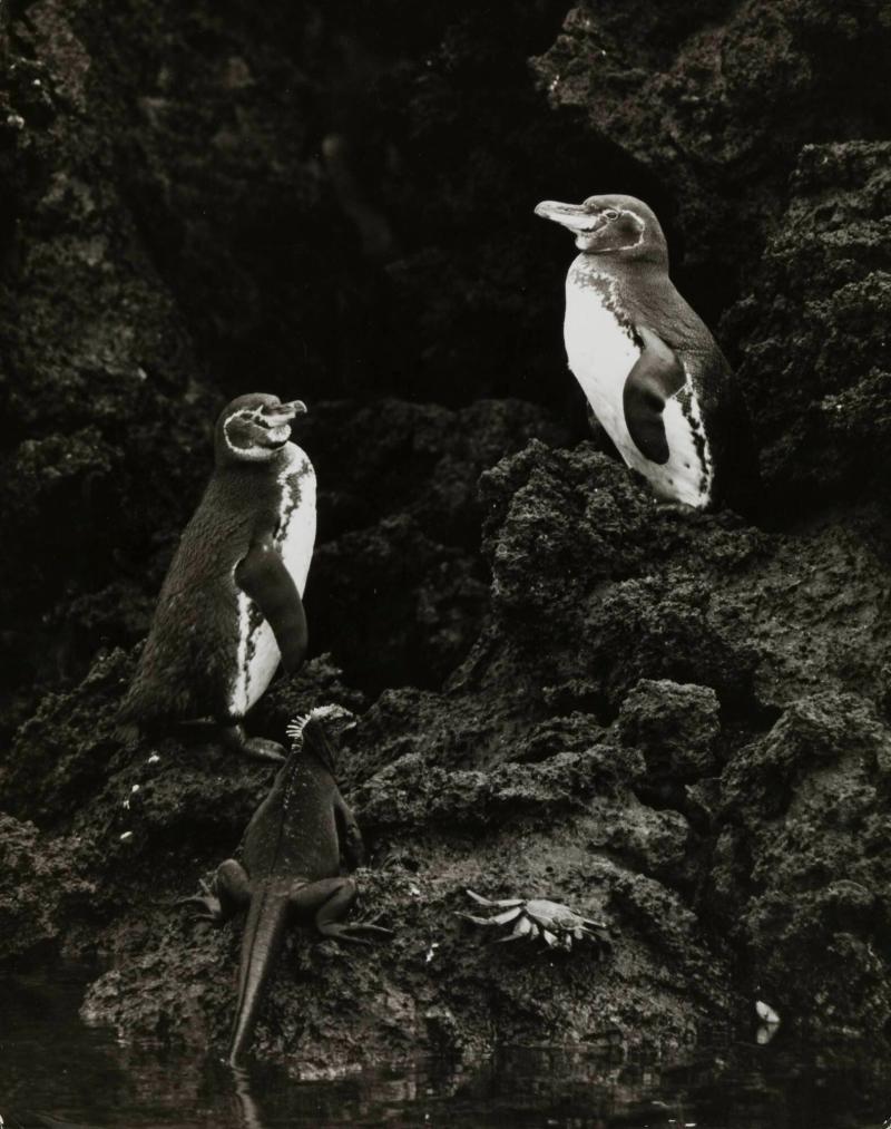 Eime Welt voller Gegensätze: Pinguine, Iguanas und eine Geisterkrabbe auf den Galapagos Inseln