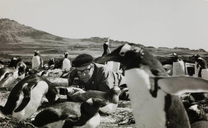 Mr G. with the penguins, the subantarctic
