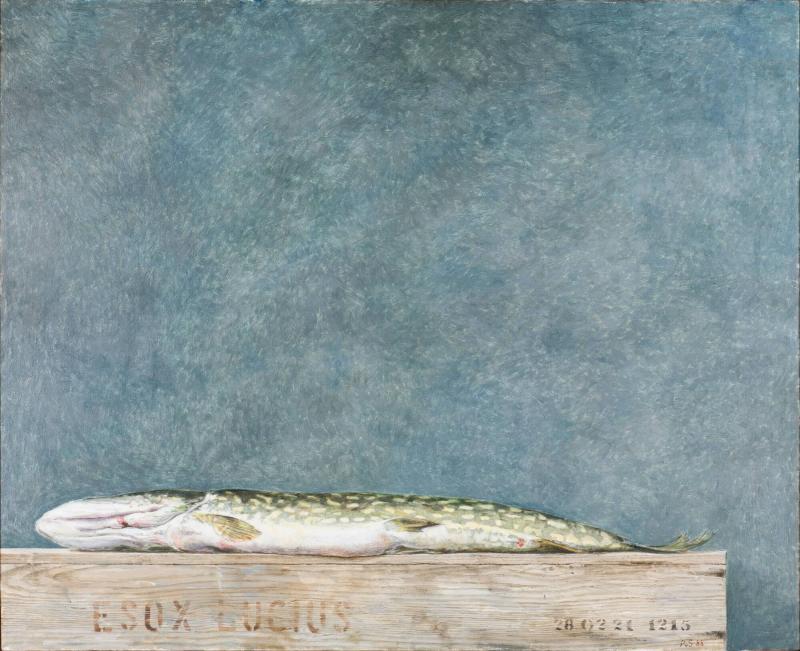 Esox Lucius (Gädda)