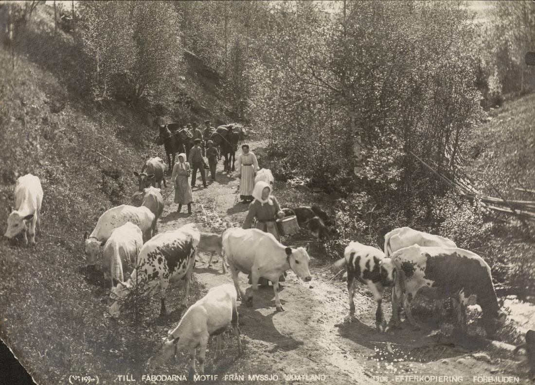 Till fäbodarna, motiv från Jämtland