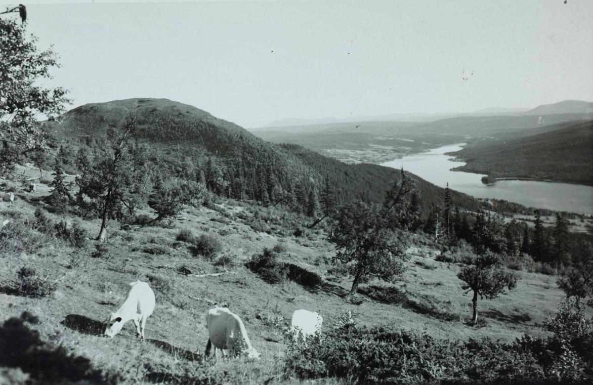 Åre, motif åt söder från stjärnvägen