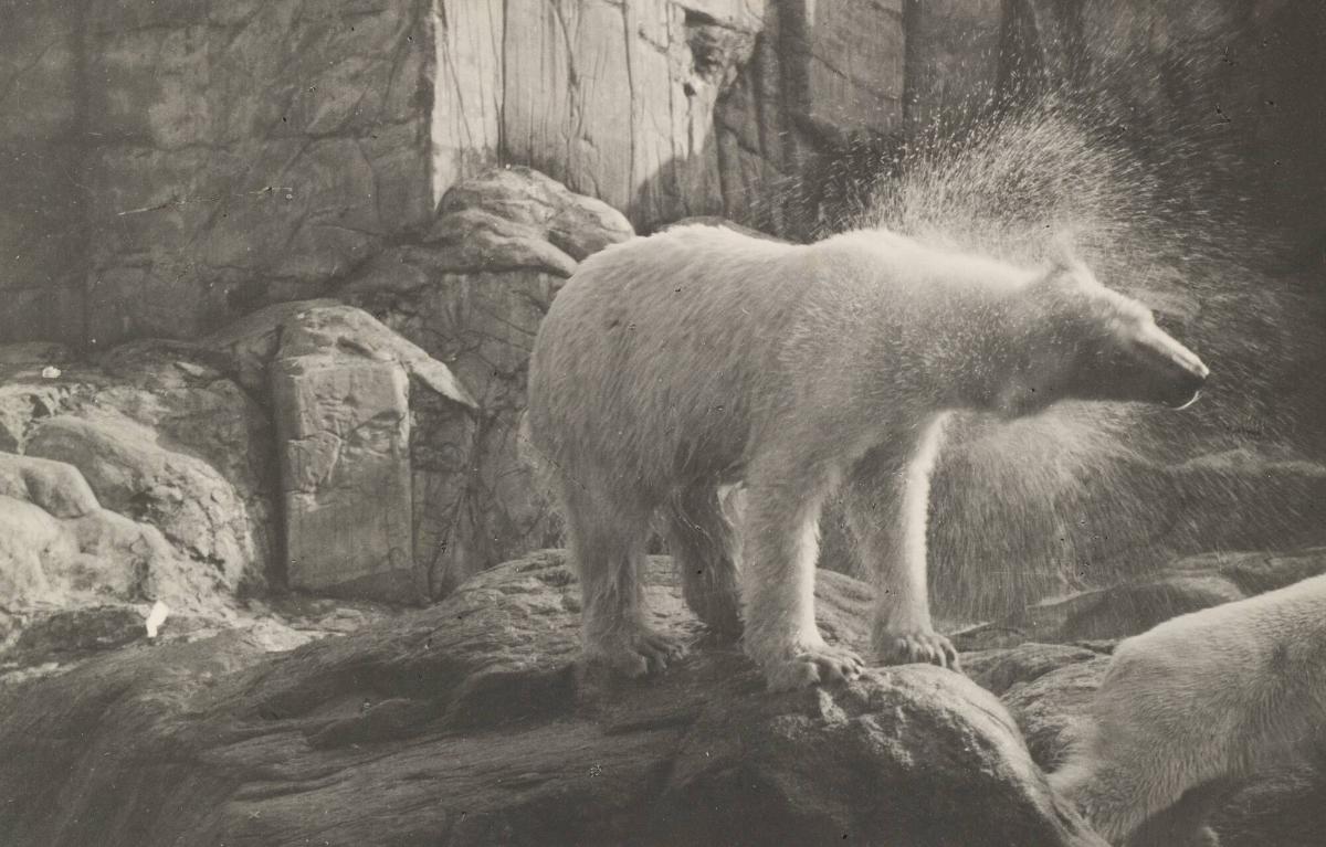 Isbjörn på Skansen