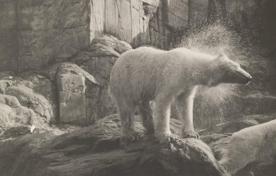 Isbjörn på Skansen