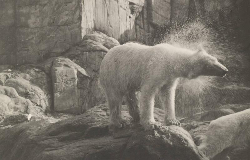 Isbjörn på Skansen