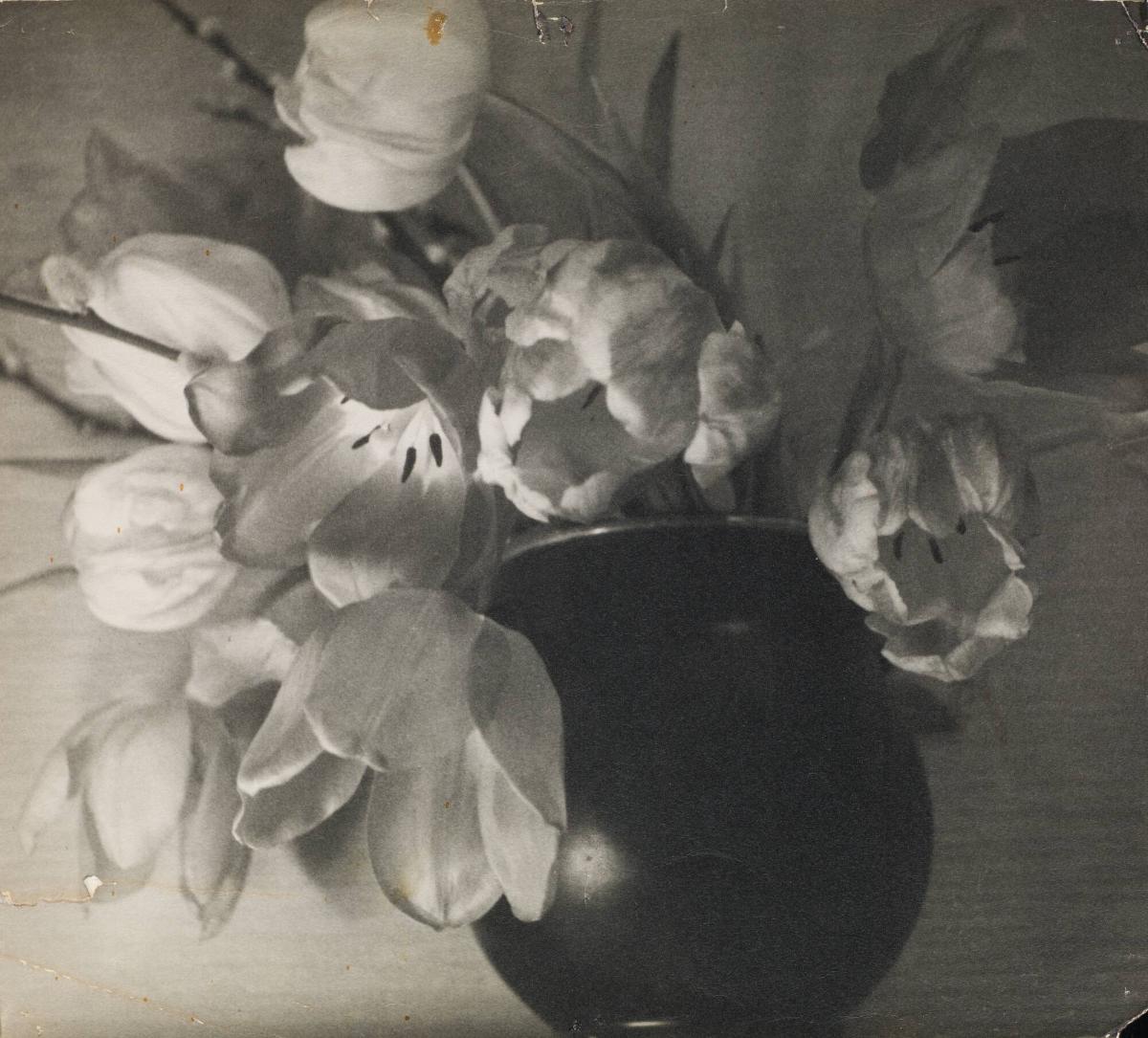 Tulpaner i vas, skimrande vackra