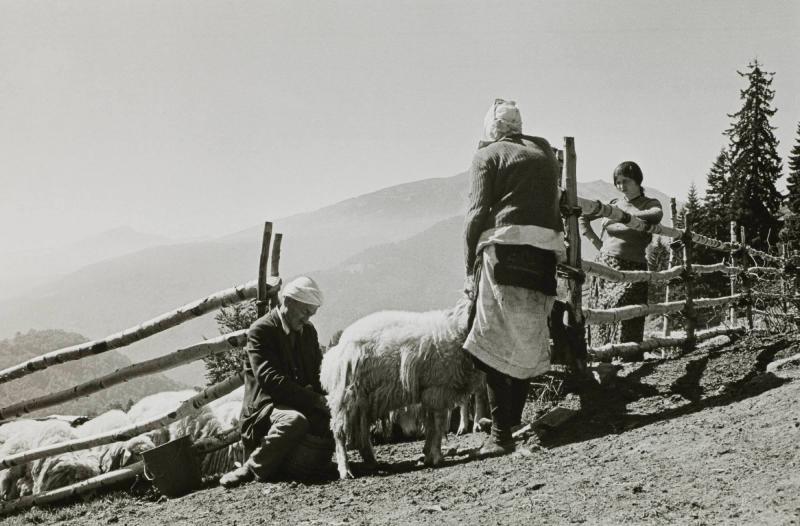 Albansk fäbod - i bergen nära gränsen till Albanien - mjölkning av får. Ur serien Kosova, Jugoslavien