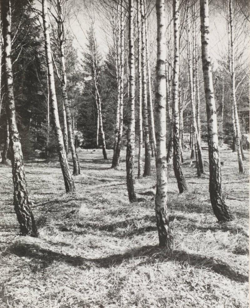 Björkstammar i Flatenskogen