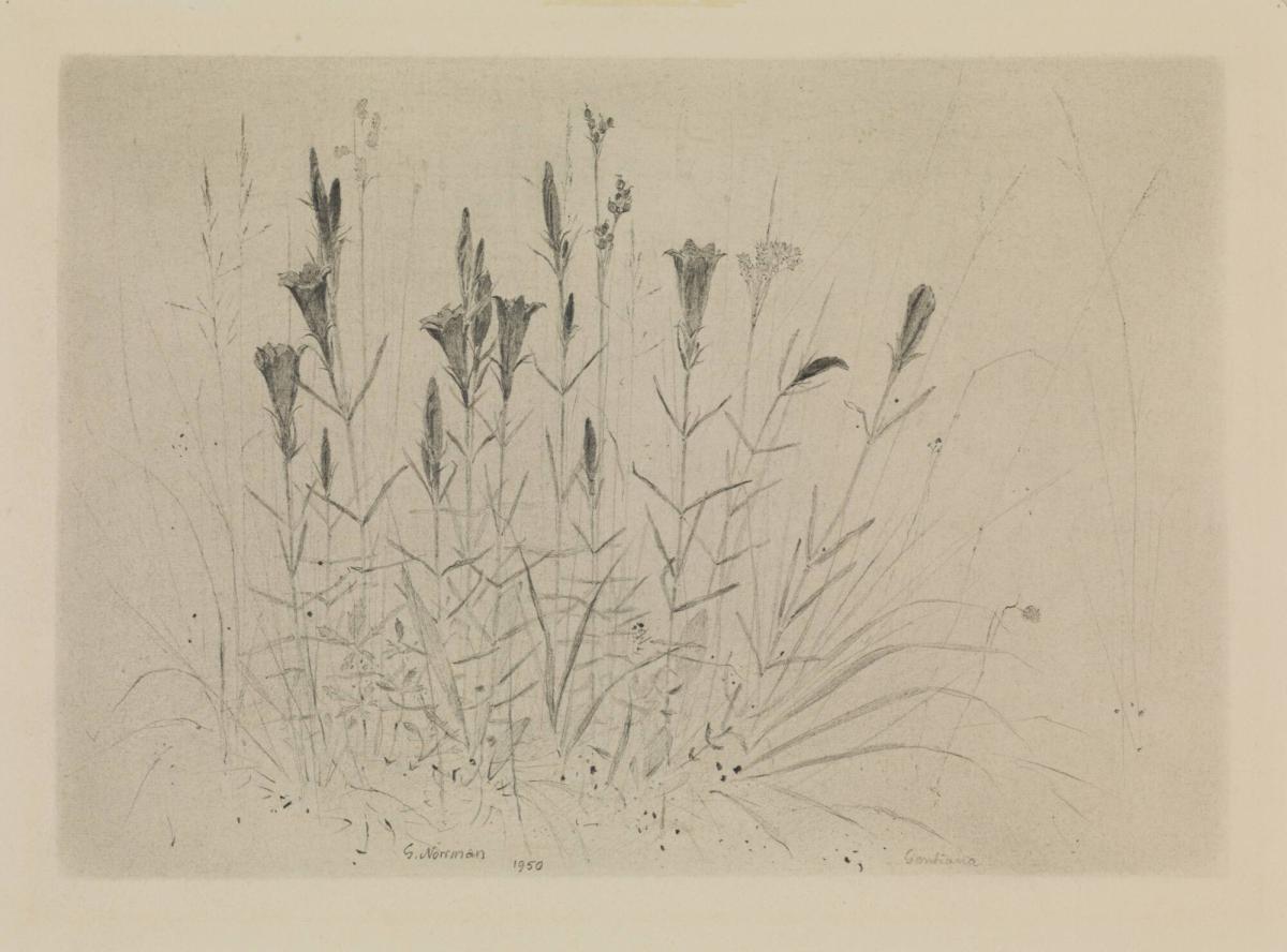 Blomster, Gentiania