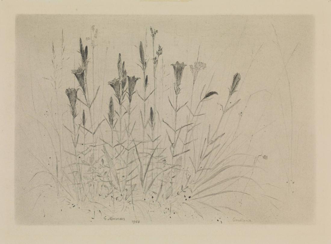 Blomster, Gentiania