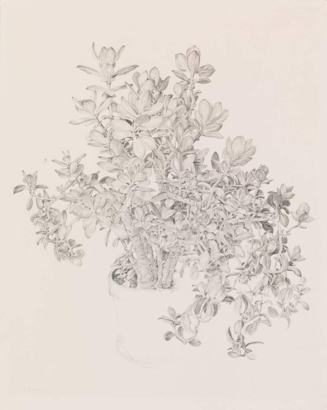 Kaktusblomma