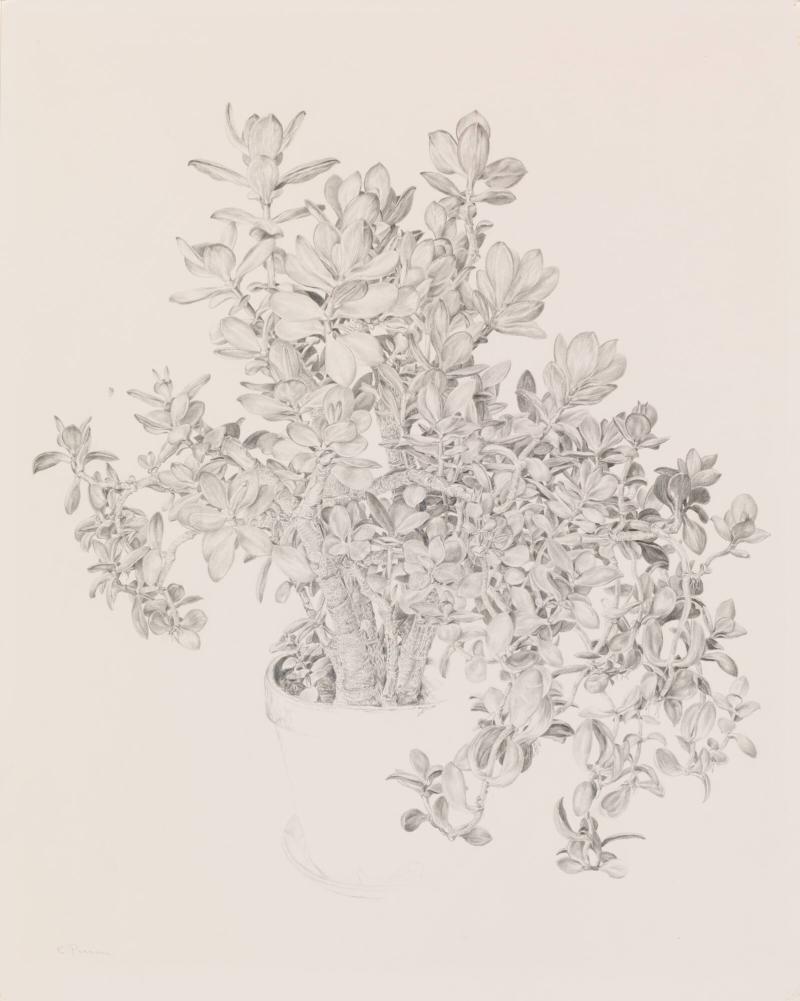 Kaktusblomma