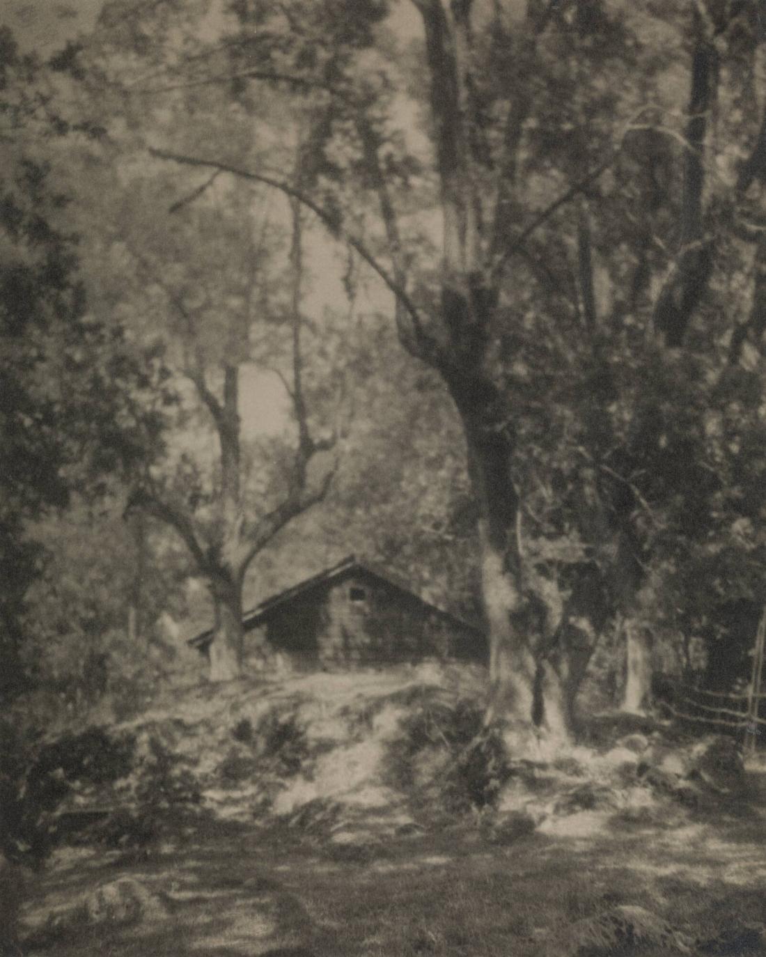 Källaren i skogen