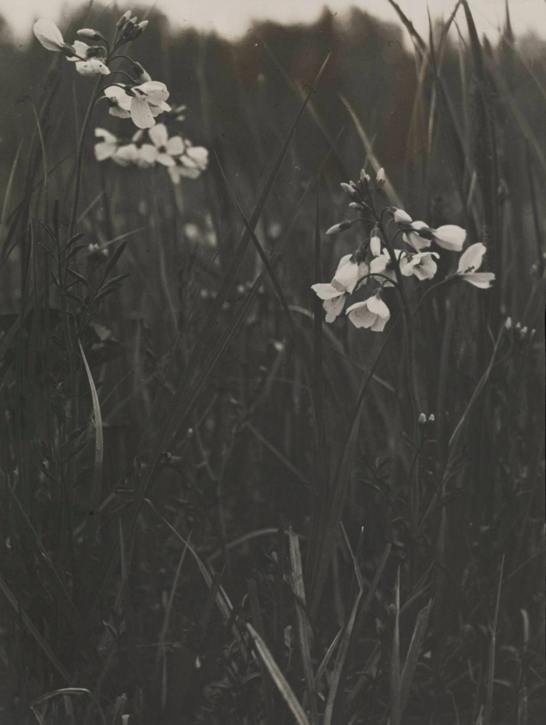 Cardamine pratensis