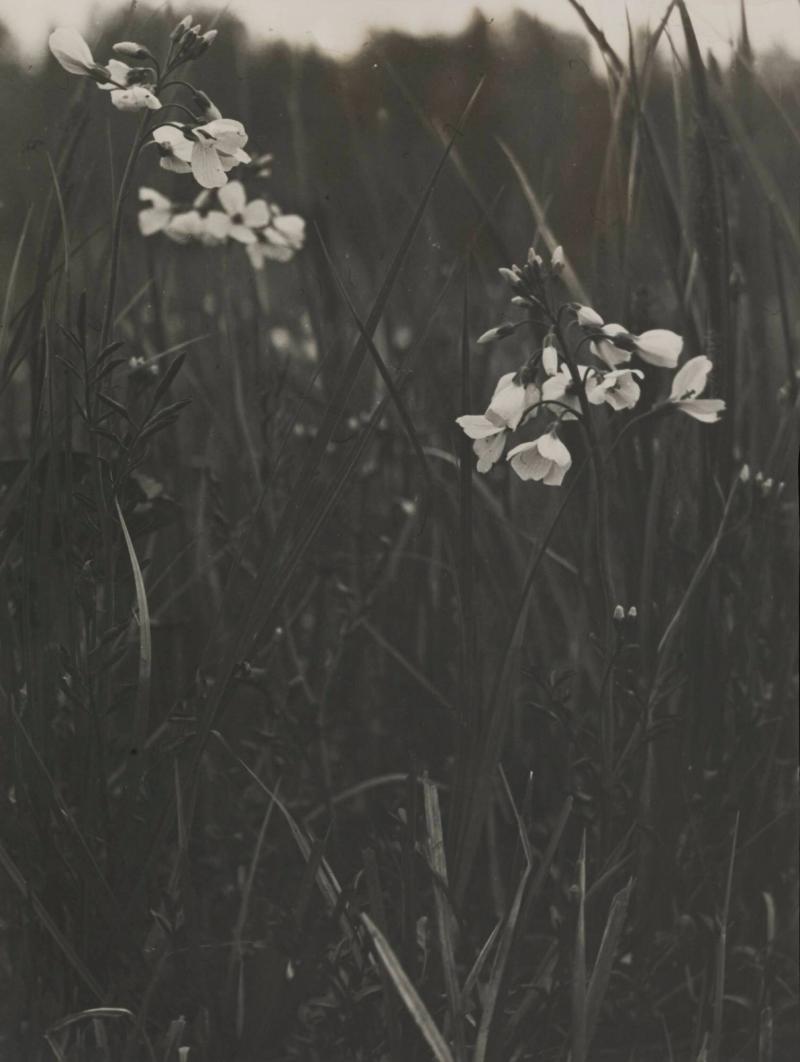 Cardamine pratensis