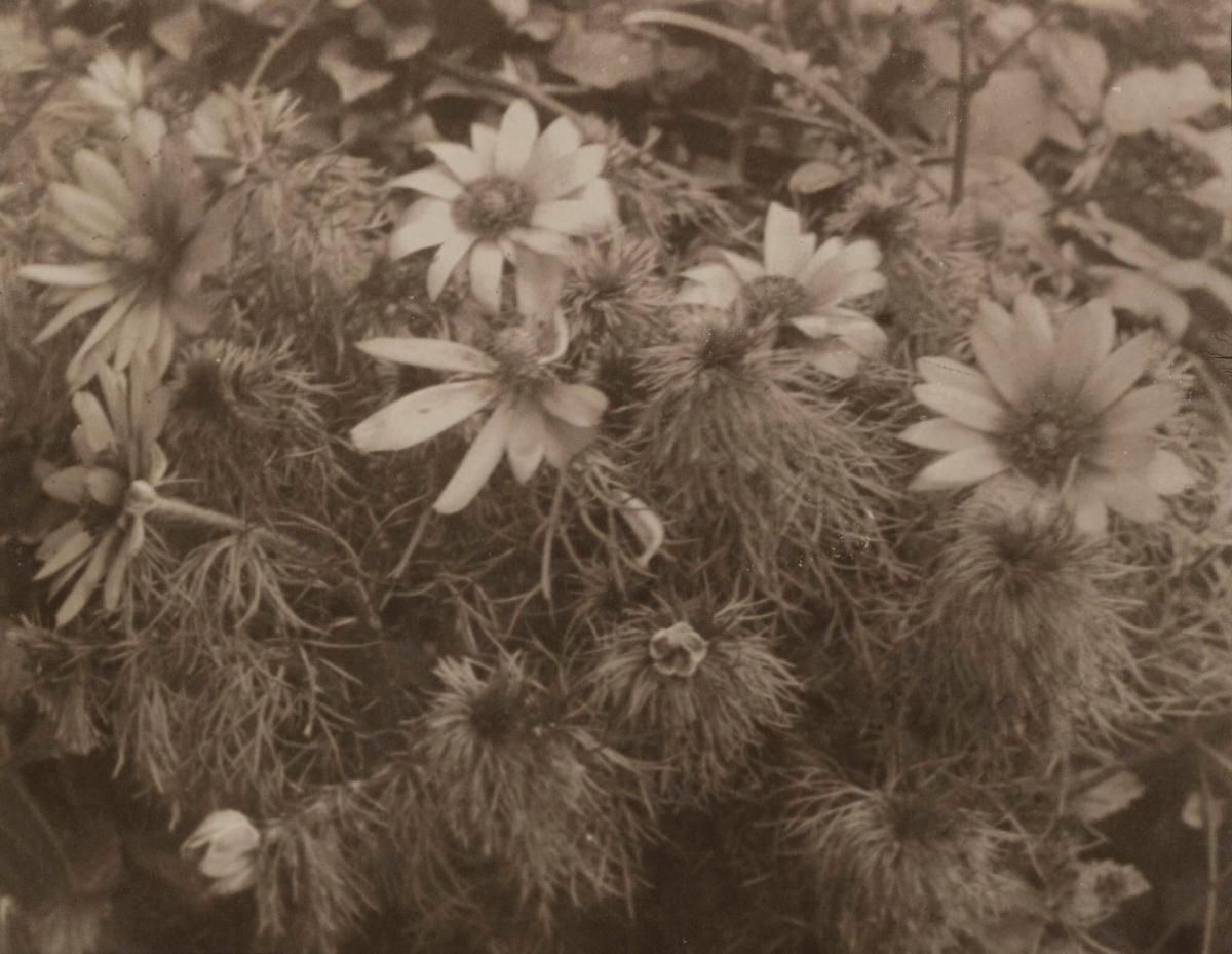 Arntorpa-rosor (Adonis vernalis)