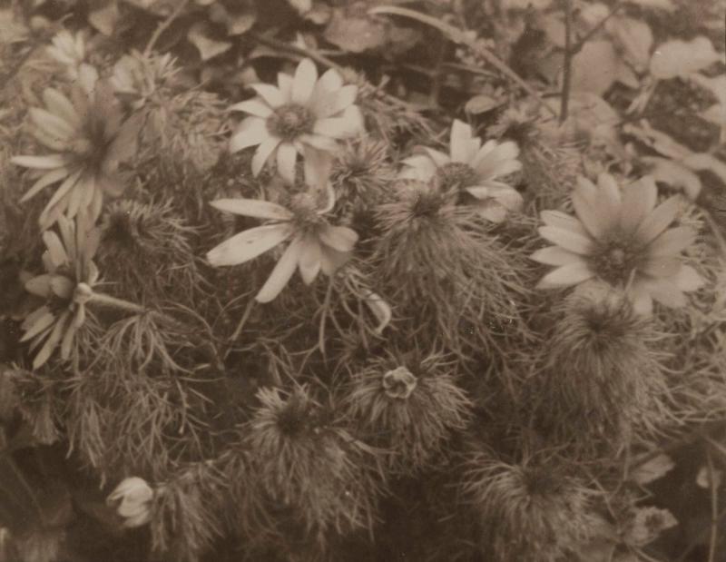 Arntorpa-rosor (Adonis vernalis)