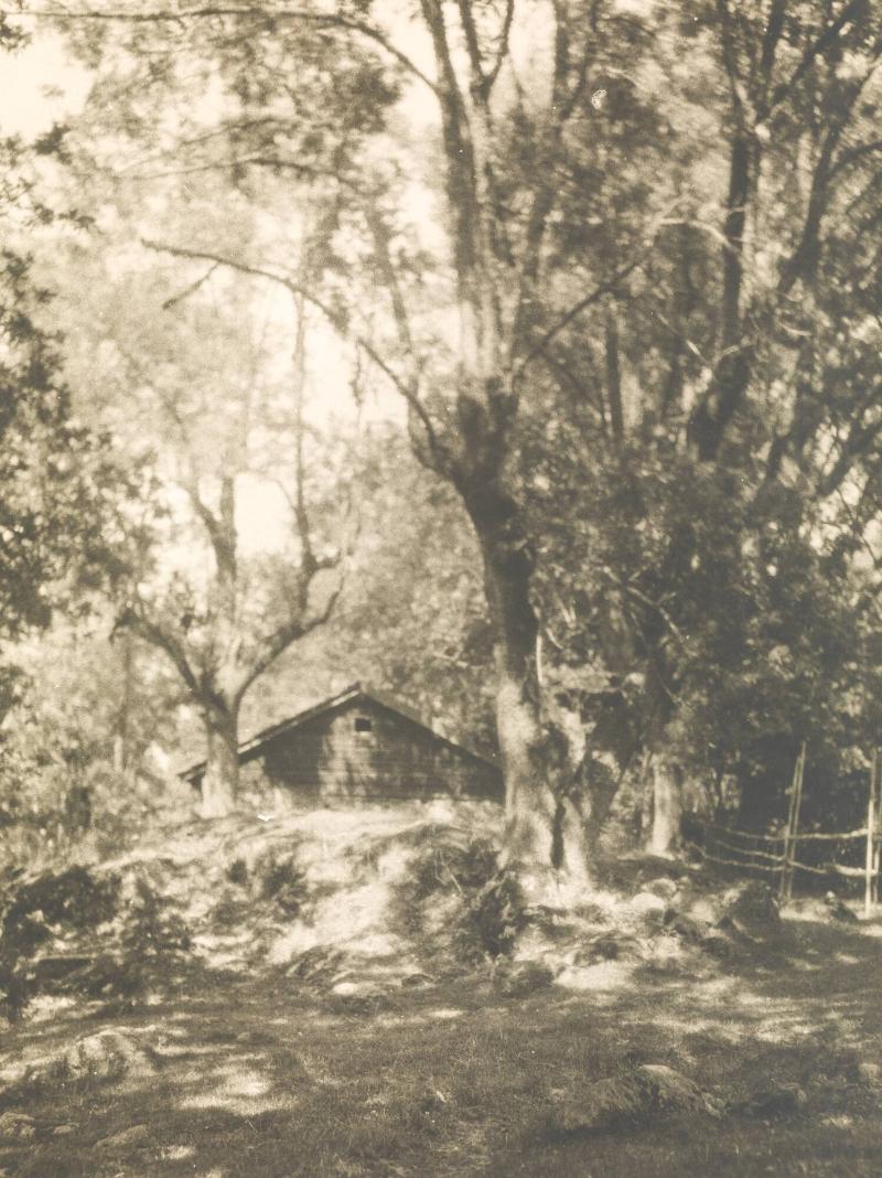 Källaren i skogen