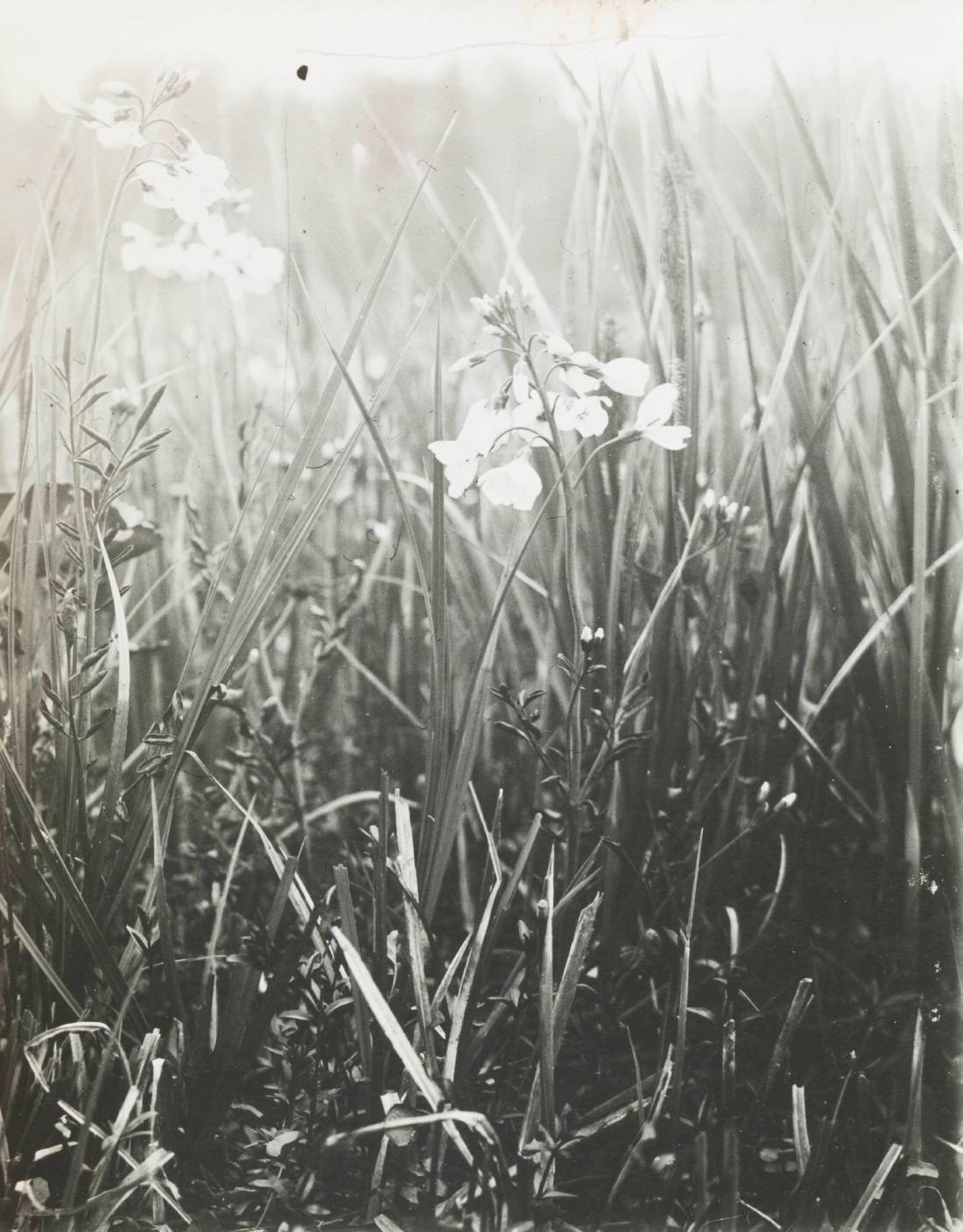 Cardamine pratentia