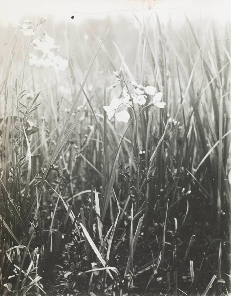 Cardamine pratentia