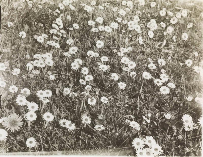 Bellis perennis