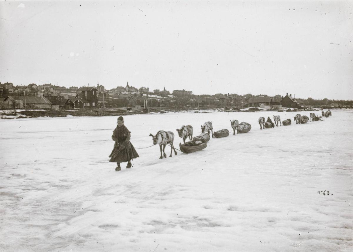 Renraid på Luosujärvi