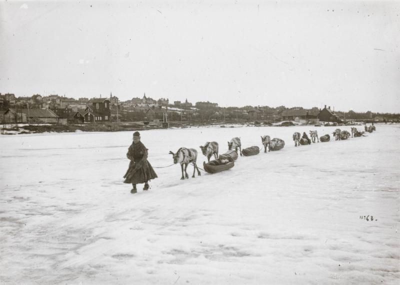 Renraid på Luosujärvi