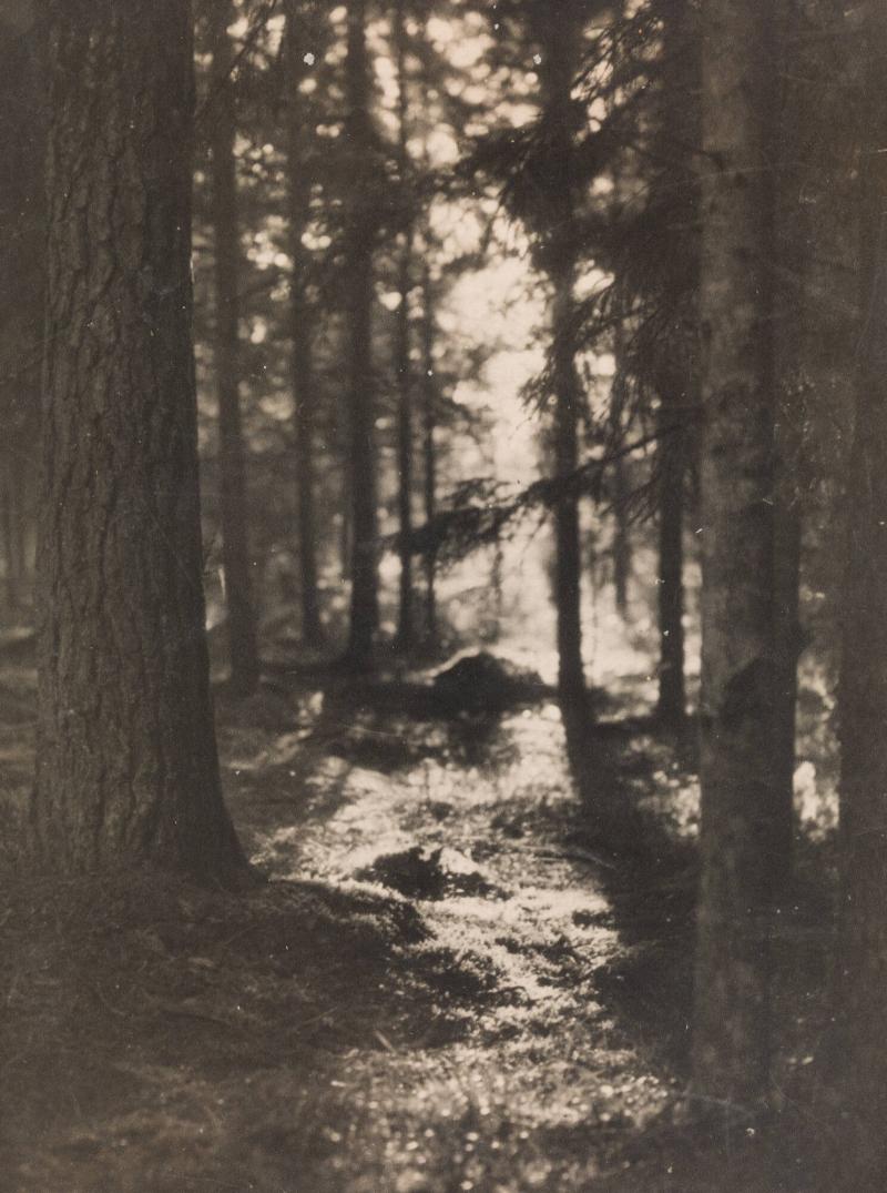 The path to fairyland