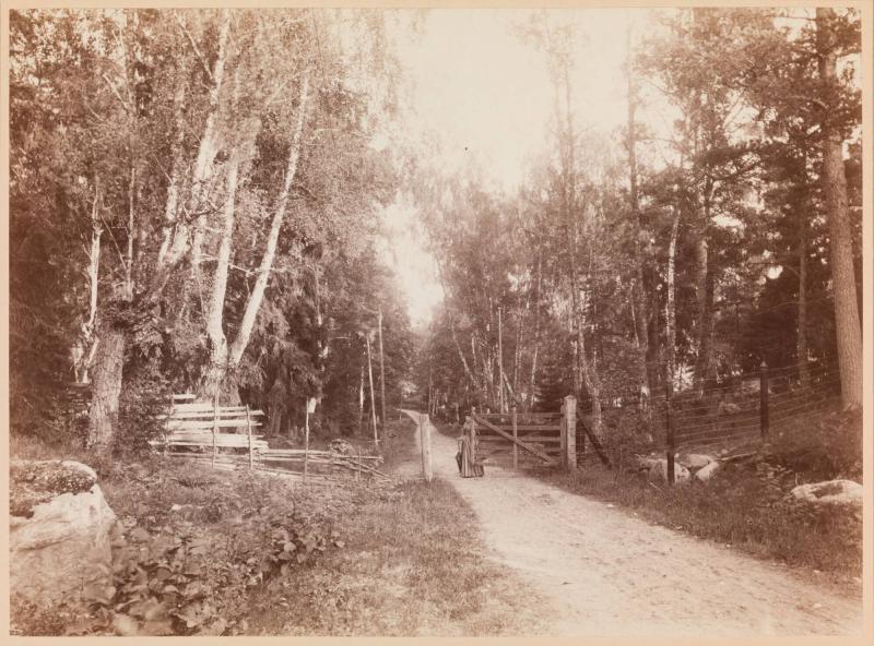 Skogsväg